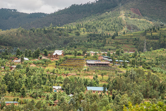 Introducing Rwanda Nyarusiza Coffee: A journey from the hills to your cup