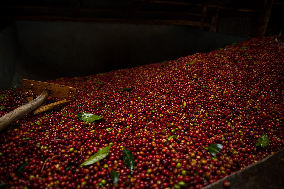 The Ethiopia Bekele Yutute Coffee
