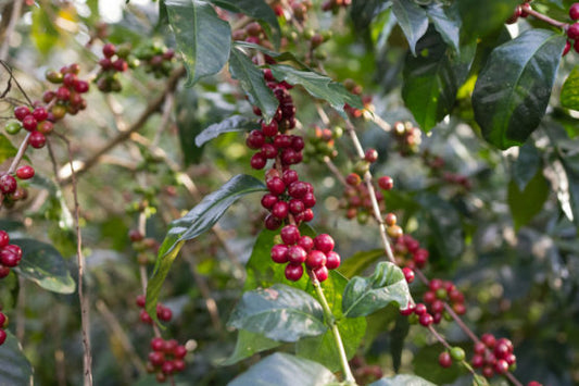 Unlock the Richness of Ethiopia Werka Coffee: A Taste of Quality, Sustainability, and Community